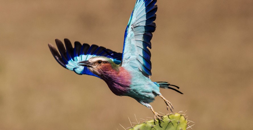 Tanzania-Bird-watching-safaris