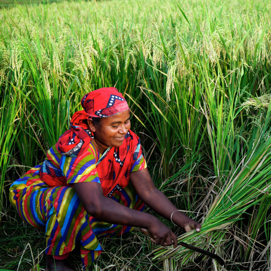 rice farming