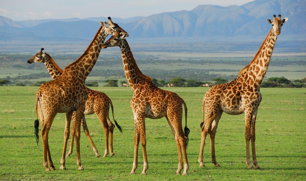 serengeti